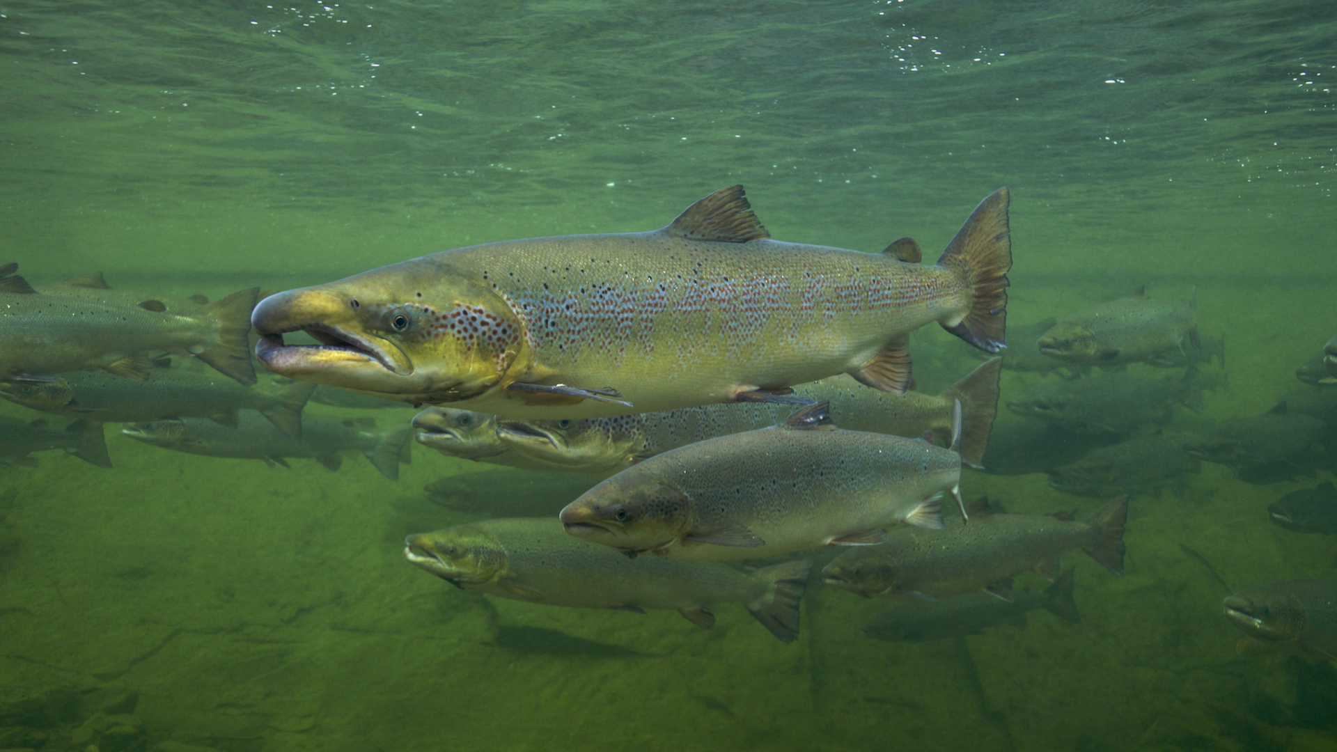 ERNE Gruppe investition Swiss Blue Salamon ERNE Gruppe investition Swiss Blue Salamon